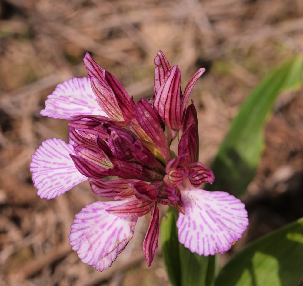 Orchidee di Marzo - Dalla Grecia con passione